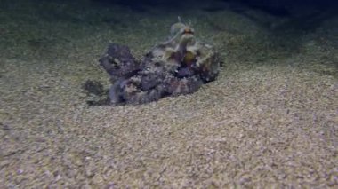 Sualtı Sahnesi: Parlak renkli ortak ahtapot (Octopus vulgaris) aşağıdan yükselir ve başka bir yere yüzer.