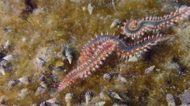 Deniz yaşamı: Aşağıda parlak yosunlarla kaplanmış birkaç zehirli sakallı alev kurtçuğu (Hermodice carunculata) vardır..