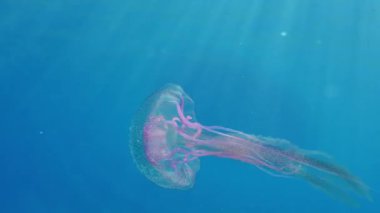 Zehirli Mor çizgili Jöle veya Leylak İğnesi (Pelagia noctiluca) su kolunda yüzer. Akdeniz.