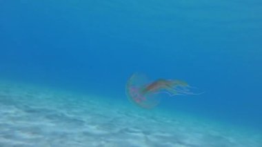 Tehlikeli Mor çizgili Jöle veya Mauve Stinger (Pelagia noctiluca) su kolunda yüzer. Akdeniz.