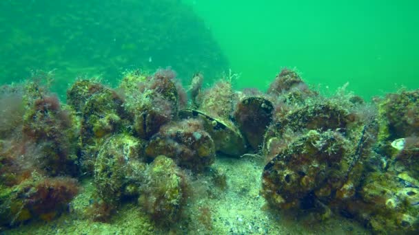 浅水中的贻贝 Mytilus 布满海藻和其他污染物的贝壳 — 图库视频影像