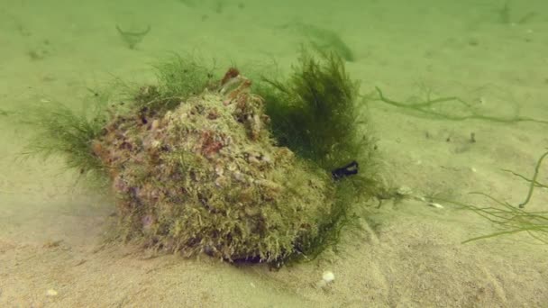 Rapa Whelk Rapana Venosa Con Una Cáscara Cubierta Algas Invertebrados — Vídeo de stock