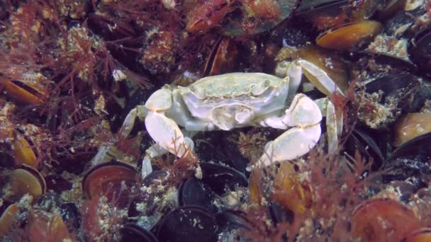 Grapsoid Crab Brachynotus Sexdentatus Musselbosättning Överväxt Med Röda Alger Framifrån — Stockvideo