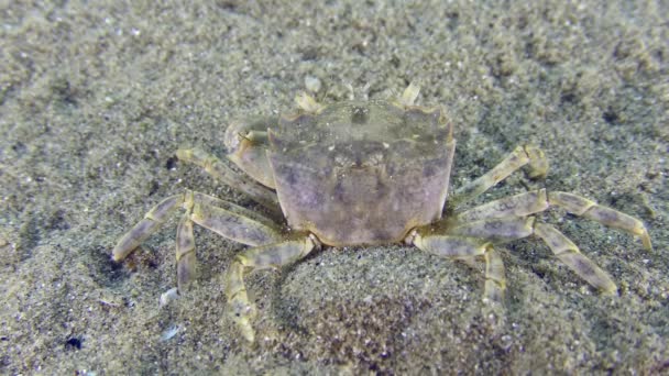 沙质海床上的角蟹 Brachynotus Sexdentatus 特写镜头 — 图库视频影像