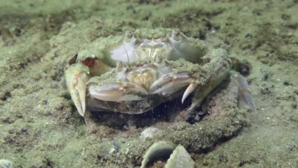 Reproduction Crabe Volant Liocarcinus Holsatus Mâles Femelles Sont Enterrés Dans — Video