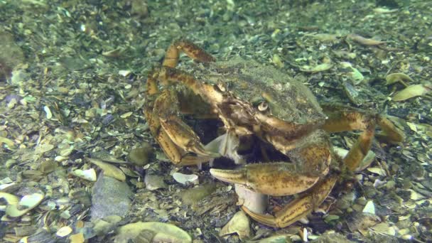 一只大的绿螃蟹或海岸蟹 Carcinus Maenas 在海底吃东西 然后用它把框架带走 — 图库视频影像