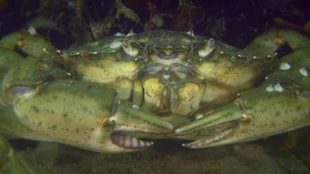 Portret Dużego Kraba Zielonego Lub Kraba Przybrzeżnego Carcinus Maenas Ciemnym — Wideo stockowe
