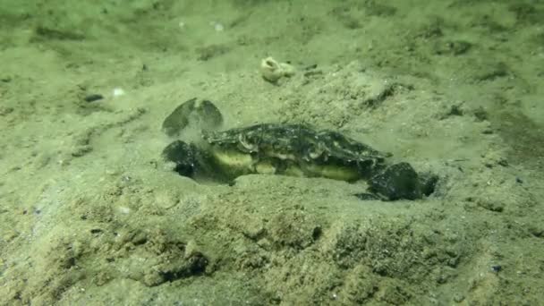 Krab Zelený Nebo Krab Pobřežní Carcinus Maenas Pohřbívá Písčitém Dně — Stock video