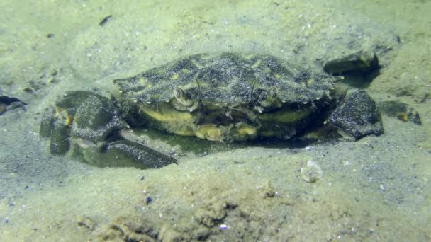 Krab Zielony Lub Krab Przybrzeżny Carcinus Maenas Częściowo Zakopany Piaszczystym — Wideo stockowe
