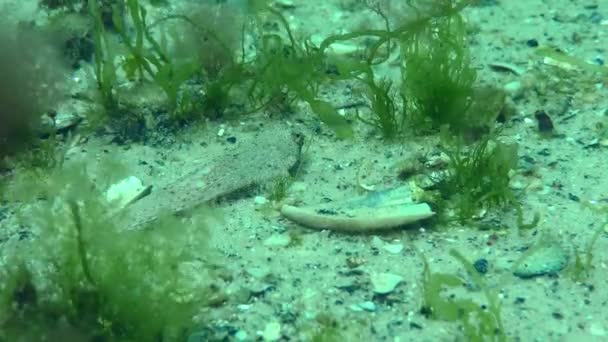 Risso Dragonet Callionymus Risso Een Zandbodem Begroeid Met Groene Algen — Stockvideo