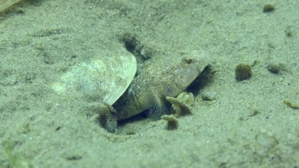 Reproduction Gobie Marbré Pomatoschistus Marmoratus Crabe Ermite Tombe Exactement Sur — Video