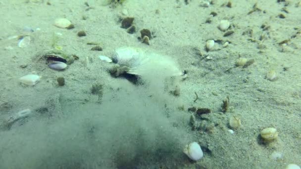 Εκτροφή Marbled Goby Pomatoschistus Marmoratus Όταν Κέλυφος Καθαρίζεται Από Άμμο — Αρχείο Βίντεο