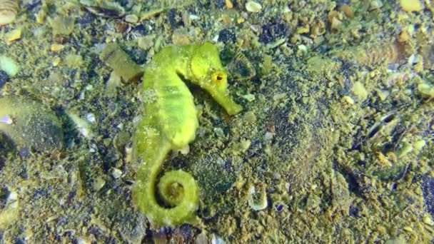 Long Snouted Seahorse Hippocampus Guttulatus Seahorse Has Found Shelter Lays — Stock Video