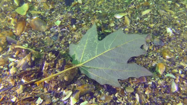 Denizde Sonbahar Akıntı Altta Yeşilimsi Bir Çınar Yaprağını Sallar — Stok video
