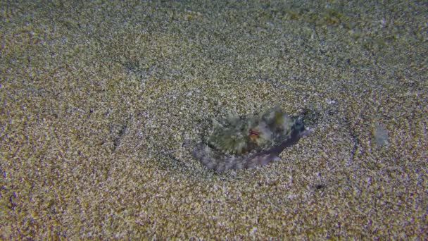 Polvo Comum Octopus Vulgaris Enterrado Fundo Mar Escaneia Cuidadosamente Seu — Vídeo de Stock