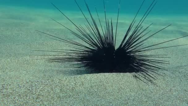 Siyah Uzun Omurgalı Deniz Kestanesi Diadema Setosum Kumlu Tabanda Boyunca — Stok video