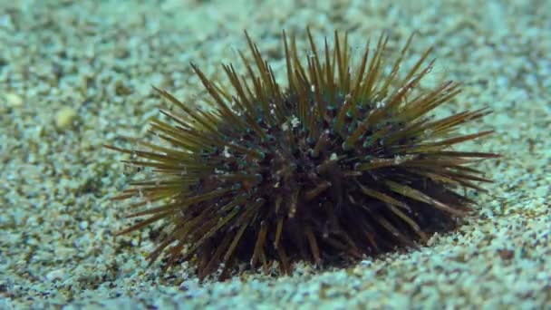 紫海胆 Paracentrotus Lip Org 在沙质海底积极摆动针头 — 图库视频影像
