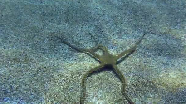 易碎的恒星在浅水中沿着沙质底部爬行 地中海 — 图库视频影像