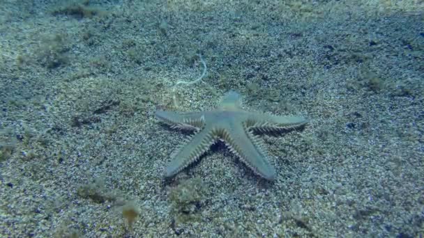 细长的海星或沙星 Astropecten Spinulosus 沿着沙质底部爬行 地中海 — 图库视频影像