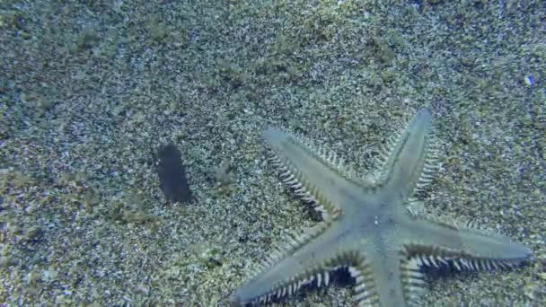 Kum Denizyıldızı Veya Slender Deniz Yıldızı Astropecten Spinulosus Kumlu Tabanda — Stok video