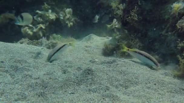 Pesce Caprino Del Mar Rosso Parupeneus Forsskali Rompe Terreno Mentre — Video Stock