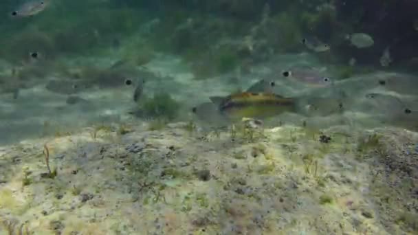 Velké Množství Různých Druhů Ryb Rychle Plave Nad Mořským Dnem — Stock video