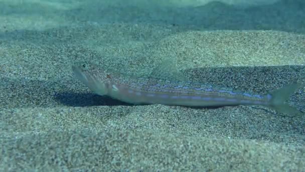 大西洋蜥蜴 Atlantic Lizardfish 或蓝鳍蜥蜴 Bluestriped Lizard Synodus Saurus 躺在沙质底部 然后突然张开嘴并掩埋自己 — 图库视频影像