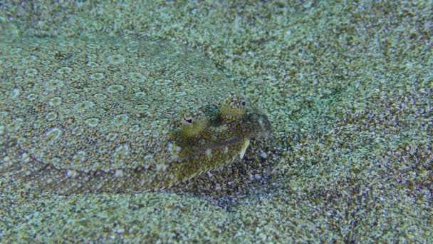 Geniş Gözlü Flounder Bothus Podas Kumlu Zeminde Yatar Sonra Arkasını — Stok video