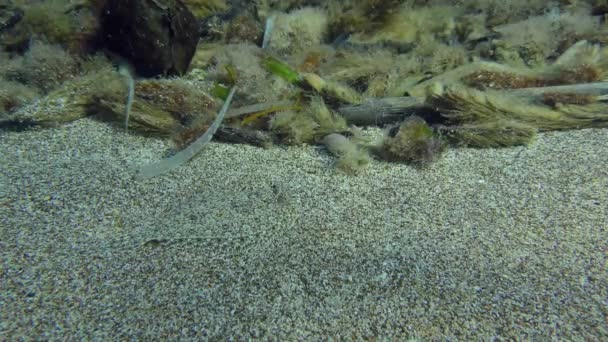 Gdy Wide Eyed Flounder Bothus Podas Porusza Się Wzdłuż Dna — Wideo stockowe