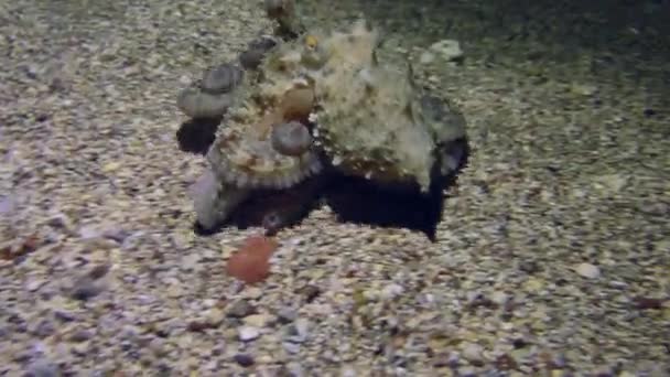 Κοινό Χταπόδι Octopus Vulgaris Σέρνεται Κατά Μήκος Του Πυθμένα Στη — Αρχείο Βίντεο