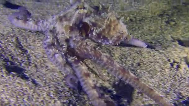 일반적인 Octopus Vulgaris 바닥을 검색에서 촉수로 탐험합니다 — 비디오