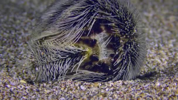 海底生命 砂の底の共通心臓ウランチまたはエキノカルディウム地下膜 エチノカルディウムコルダトム の下側 クローズアップ — ストック動画