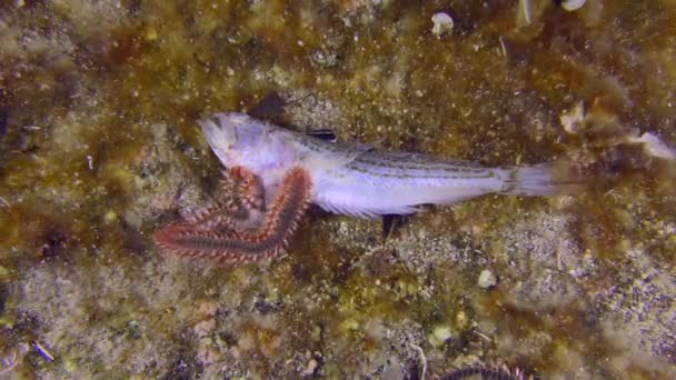Θαλάσσια Ζωή Πολλά Μεγάλα Τοξικά Σκουλίκια Γενειάδα Hermodice Carunculata Έχουν — Αρχείο Βίντεο