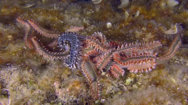 Scena Podmorska Zjedzeniu Martwej Ryby Brodate Fireworms Hermodice Carunculata Zaczynają — Wideo stockowe