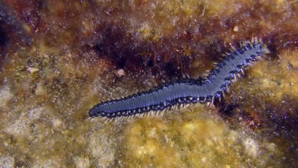 Large Bearded Fireworm Hermodice Carunculata Unusual Blue Color Crawls Bottom — Stock Video