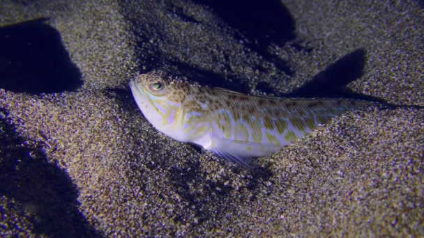 Unterwasserszene Große Raupe Trachinus Draco Wartet Auf Ihre Beute Die — Stockvideo