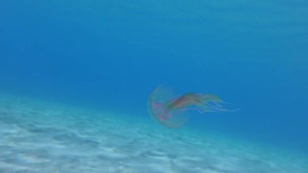 危险的紫色条纹果冻或毛皮鼻涕 Pelagia Noctiluca 在水柱中游泳 地中海 — 图库视频影像