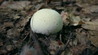 Yumuşak tütsülenmiş top (Lycoperdon molle) orman zemininin arka planına karşı.