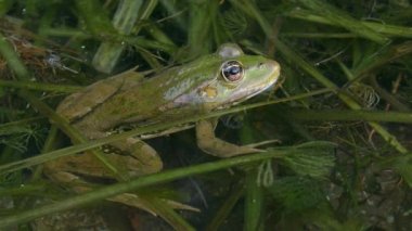 Yüzen su bitkileri üzerine havuz kurbağası (Pelophylax ders), göz kırpma, yan görüş, yakın çekim.