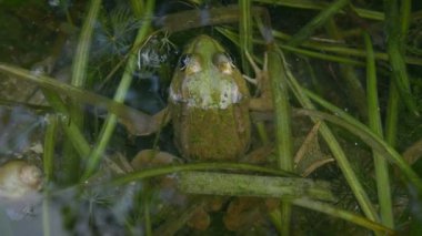 Yüzen su bitkileri üzerinde yüzen su kurbağası (Pelophylax derssonae), yüzey salınımlı suda, üst görünüm.