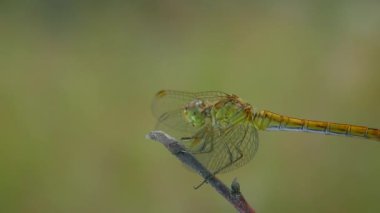 Sarı yusufçuk (Sympetrum vulgatum) havalanıyor ve bir dala konuyor ve yakalanan bir midge 'i çiğniyor, yakın plan.