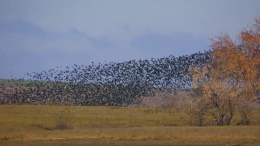 Büyük bir sığırcık sürüsü (Sturnus vulgaris) havalanıyor ve duyulmayan bir emre itaat eder gibi iniyor..