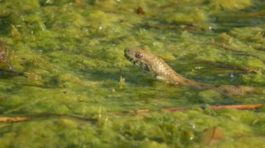 Yüzen su bitkileri üzerinde dinlenen bir Dice Snake (Natrix tessellata) portresi.