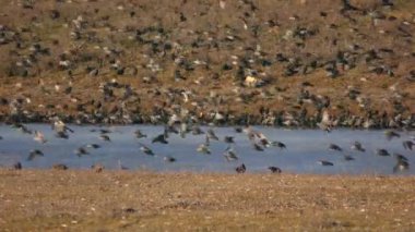 Dev bir sığırcık sürüsü (Sturnus vulgaris) donmuş bir nehrin kıyısına ayak basar..