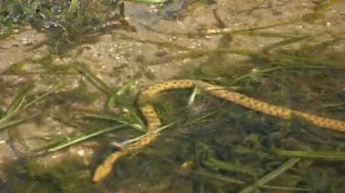 Dice Snake (Natrix tessellata), sığ kıyı sularında dipte sürünerek ilerlerken, berrak suların içinden, yakın plan görüntüler alır..