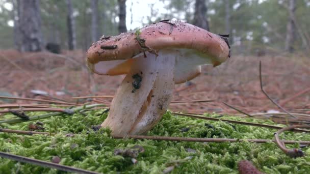 Cogumelo Tricholoma Avermelhado Fundo Uma Floresta Pinheiros Close — Vídeo de Stock