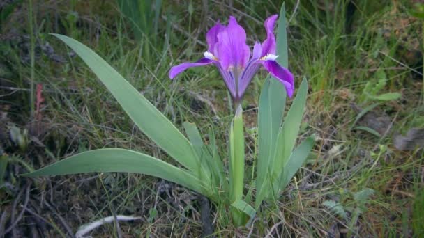 Μπλε Μωβ Λουλούδι Πυγμώδης Ίριδα Ίριδα Νάνος Iris Pumila Κατά — Αρχείο Βίντεο