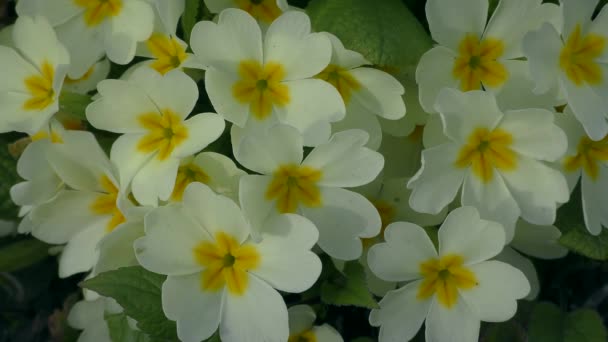 Kwiaty Pierwiosnek Lub Pierwiosnek Pospolity Primula Vulgaris Zbliżenie Powolny Zoom — Wideo stockowe