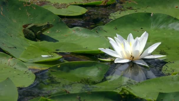 一只青蛙在淡水湖的水面上等待捕食白百合或欧洲白百合的叶子 — 图库视频影像