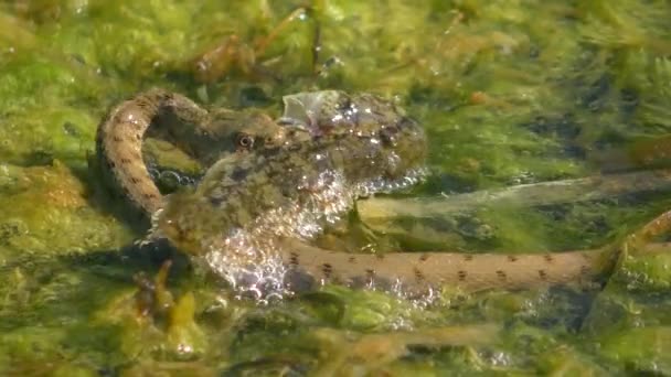 Dice Snake Natrix Tessellata Przyciąga Złowione Ryby Wyspę Pływających Roślin — Wideo stockowe